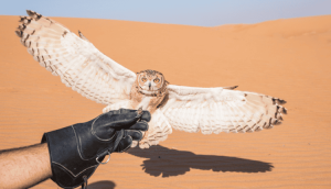 Read more about the article Pharaoh Eagle Owl: Everything You Need To Know