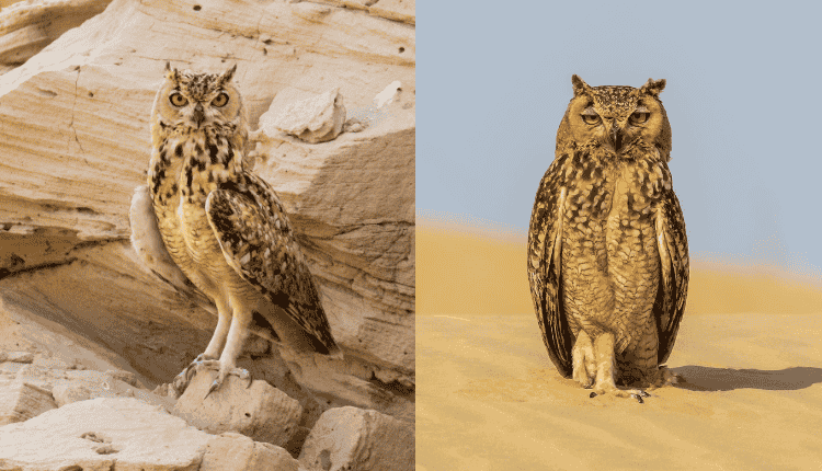 Pharaoh Eagle-Owl
