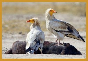 Read more about the article Le vautour percnoptère : Explorer l&rsquo;héritage du messager d&rsquo;or