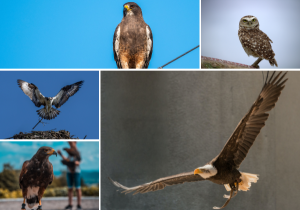 Read more about the article Rapaces – Oiseaux de proie du désert de Mojave