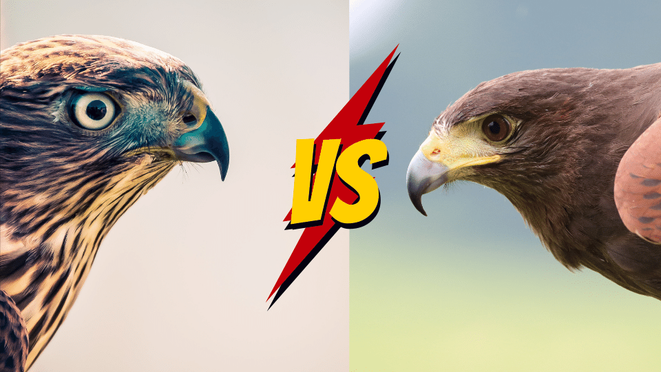 Falcon vs. Hawk: 8 Differences [Explained] - Merzouga Birding