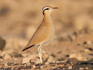 Read more about the article Cream-Colored Courser: How to Identify & Where to Find It