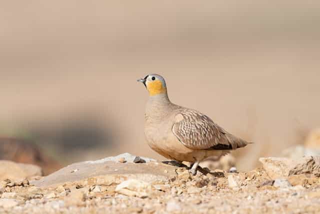 Crowned sandgrouse​