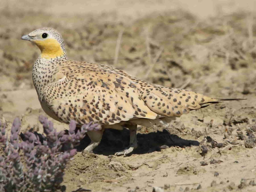 Spotted sandgrouse​