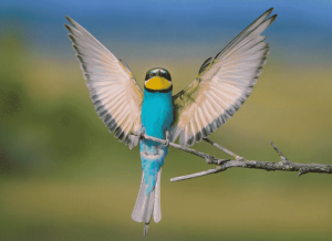 Read more about the article Warum spreizen Vögel ihre Flügel? (Beantwortet)