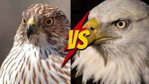 Read more about the article Águila vs Halcón: Cuál es más rápido, fuerte y letal?
