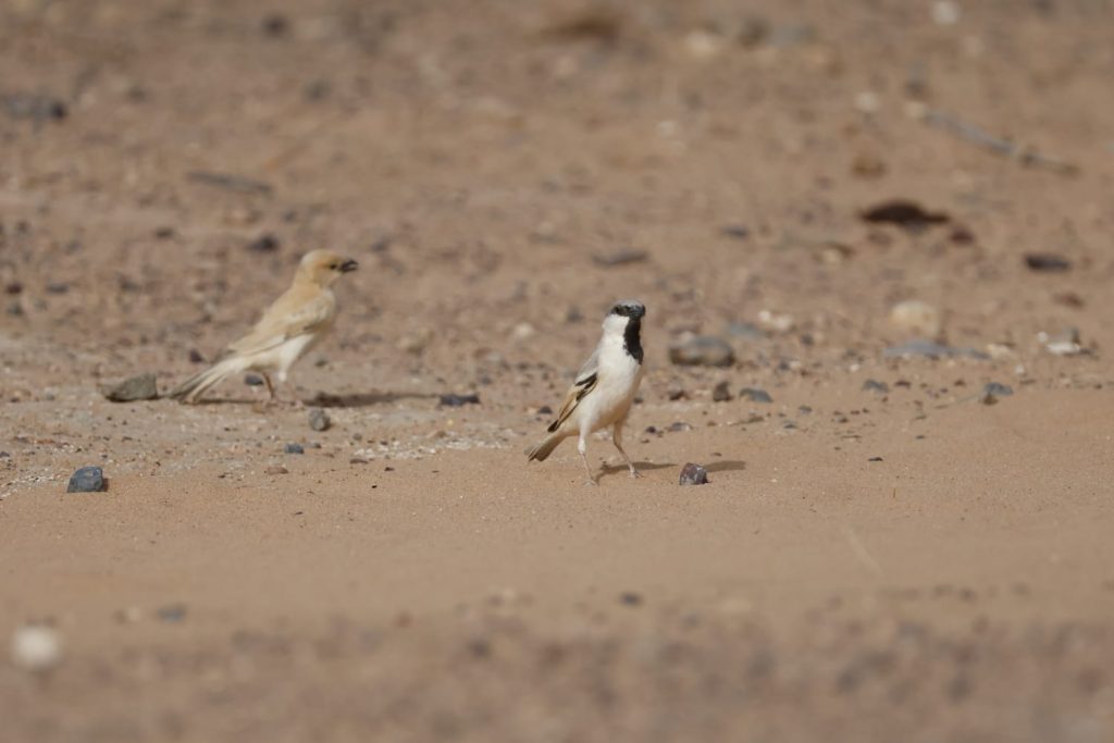 Desert Sparrow bird