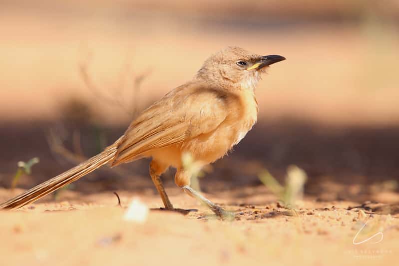 Fulvous Babbler​