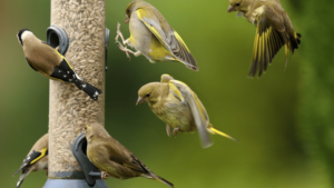 Read more about the article How To Attract Birds to Feeder?