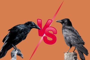 Read more about the article Différences entre corbeau et corneille