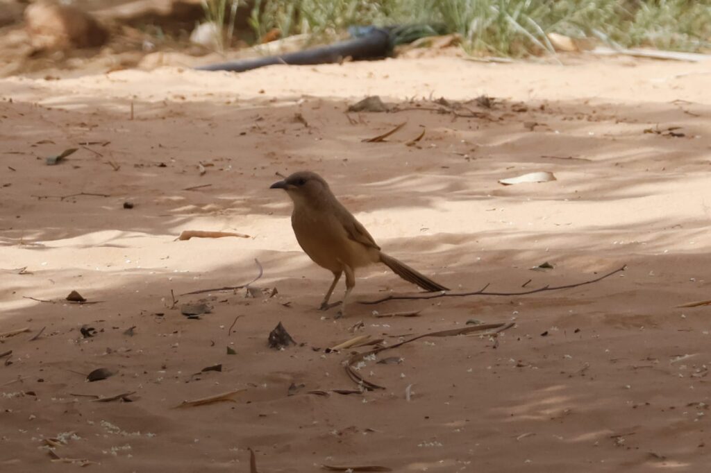 Fulvous babbler
