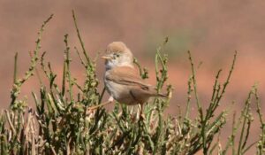 Read more about the article Les secrets de la fauvette du désert africain (Curruca deserti)
