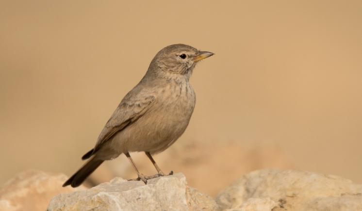 Desert Lark - Ammomanes deserti