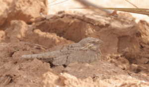 Read more about the article Vögel von Merzouga – Marokko: Ein einfacher Leitfaden für Besucher