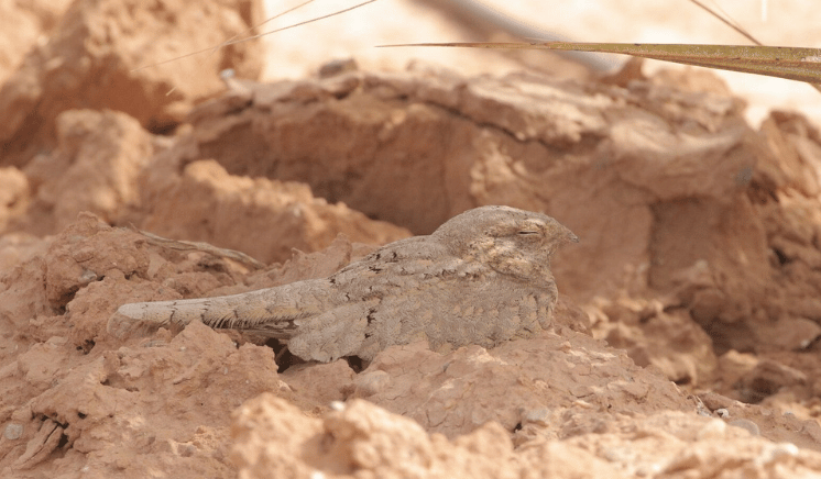 Egyptian Nightjar