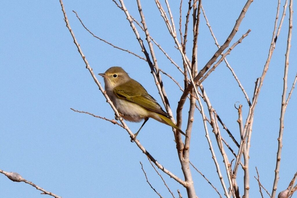 Yellow-browed Warbler at Merzouga