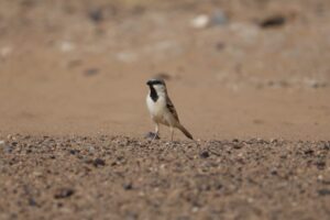 Read more about the article Desert Sparrow: Everything You Need To Know