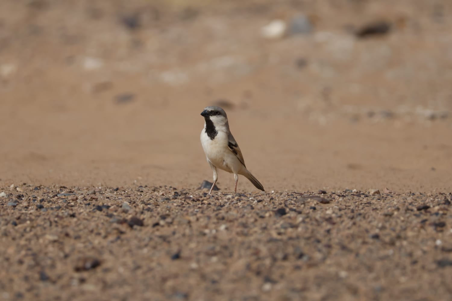 Read more about the article Desert Sparrow: Everything You Need To Know