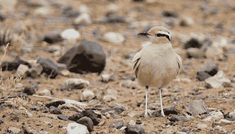 Cream-Colored Courser bird