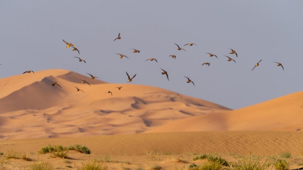 1 Full Day Merzouga Bird-watching