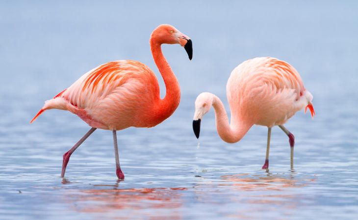 Flock of Greater Flamingos wading in the seasonal Dayet Srji lake with the Erg Chebbi dunes in the background during spring bird migration in Merzouga.