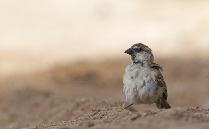 A pale male Desert Sparrow perched on an acacia branch in the Merzouga desert.