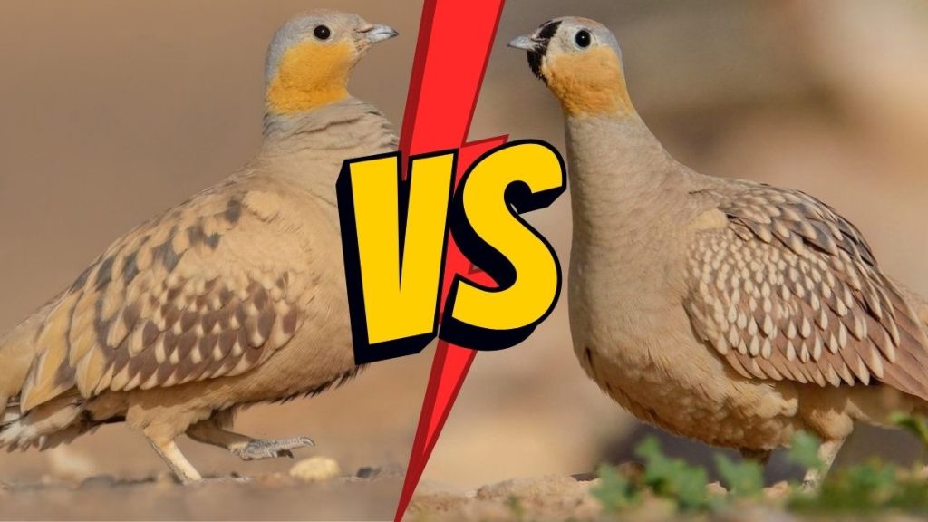 Spotted sandgrouse vs crowned sandgrouse