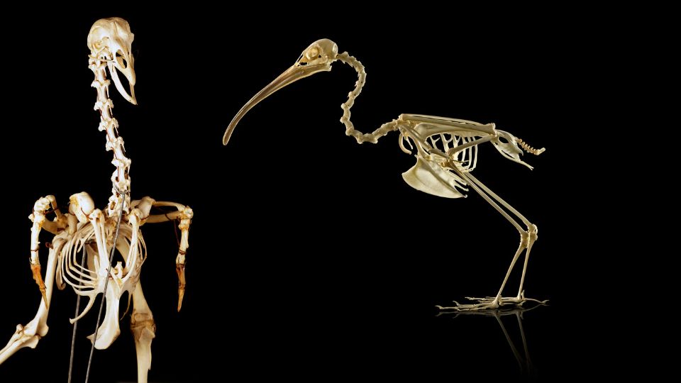Vogelskelet