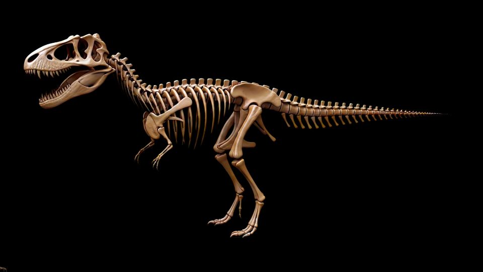 Dinosauriërskelet